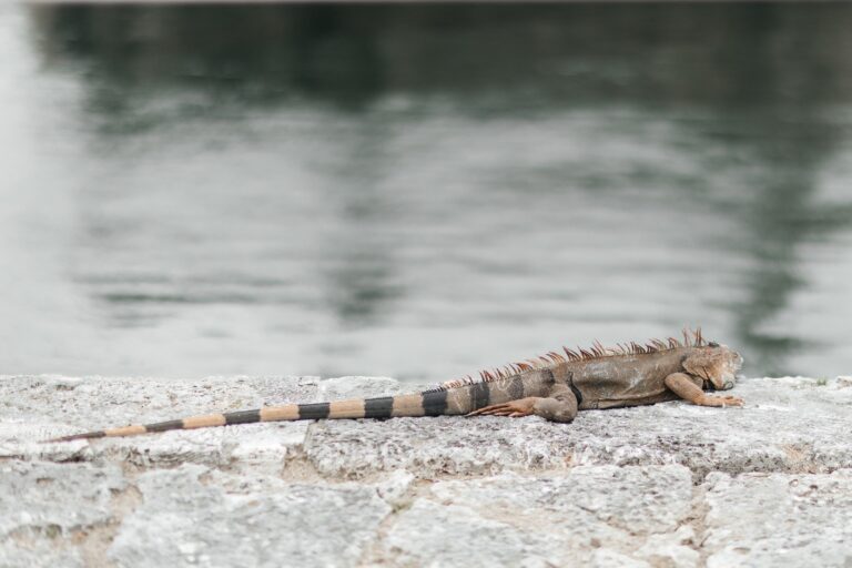 Wedding Photographers NYC